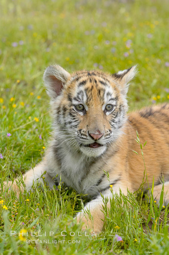 Siberian tiger cub, male, 10 weeks old., Panthera tigris altaica, natural history stock photograph, photo id 16023