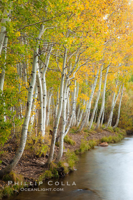Bishop Creek and aspen trees in autumn, in the eastern Sierra Nevada mountains. Bishop Creek Canyon Sierra Nevada Mountains, California, USA, Populus tremuloides, natural history stock photograph, photo id 26074