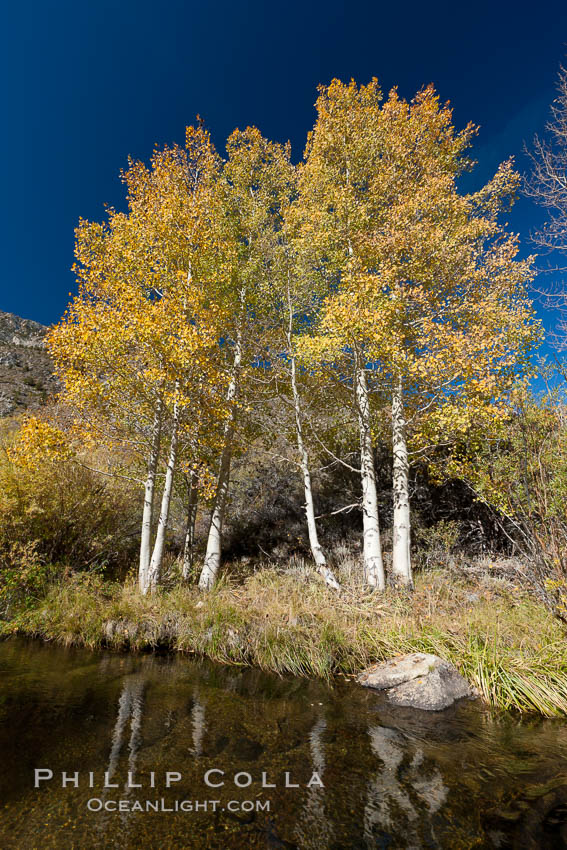 Bishop Creek and aspen trees in autumn, in the eastern Sierra Nevada mountains. Bishop Creek Canyon Sierra Nevada Mountains, California, USA, Populus tremuloides, natural history stock photograph, photo id 26086