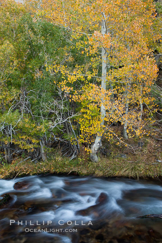 Bishop Creek and aspen trees in autumn, in the eastern Sierra Nevada mountains. Bishop Creek Canyon Sierra Nevada Mountains, California, USA, Populus tremuloides, natural history stock photograph, photo id 26084