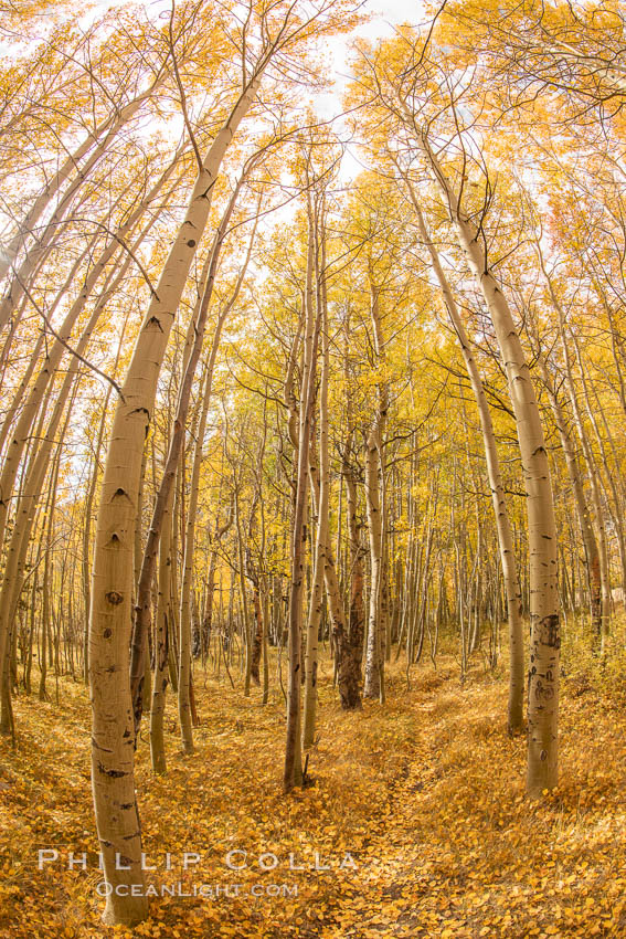 Quaking Aspen Trees during autumn, Bishop Creek Canyon. Bishop Creek Canyon, Sierra Nevada Mountains, California, USA, Populus tremuloides, natural history stock photograph, photo id 36446