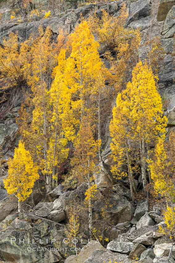 Aspen Trees and Sierra Nevada Fall Colors, Bishop Creek Canyon. Bishop Creek Canyon, Sierra Nevada Mountains, California, USA, Populus tremuloides, natural history stock photograph, photo id 36441