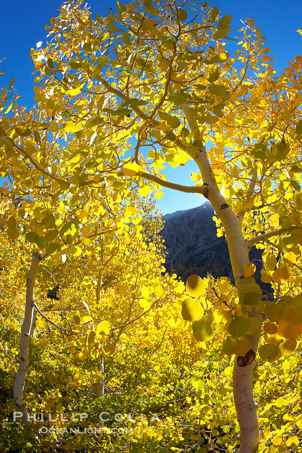 Aspen trees display Eastern Sierra fall colors, Lake Sabrina, Bishop Creek Canyon., Populus tremuloides, natural history stock photograph, photo id 17573