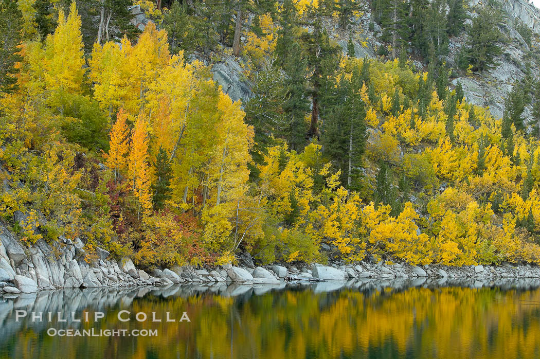 Aspen trees display Eastern Sierra fall colors, Lake Sabrina, Bishop Creek Canyon., Populus tremuloides, natural history stock photograph, photo id 17589