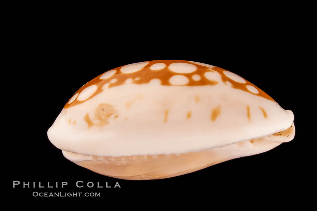 Sieve Cowrie., Cypraea cribraria, natural history stock photograph, photo id 08198