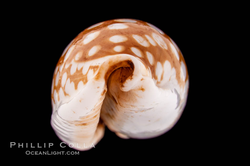 Sieve Cowrie., Cypraea cribraria, natural history stock photograph, photo id 08356