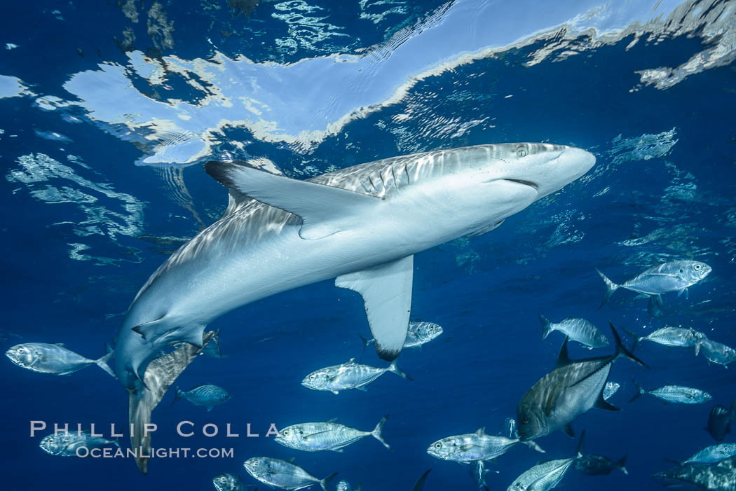 Silky Shark at San Benedicto Islands, Revillagigedos, Mexico. Socorro Island (Islas Revillagigedos), Baja California, Carcharhinus falciformis, natural history stock photograph, photo id 33310
