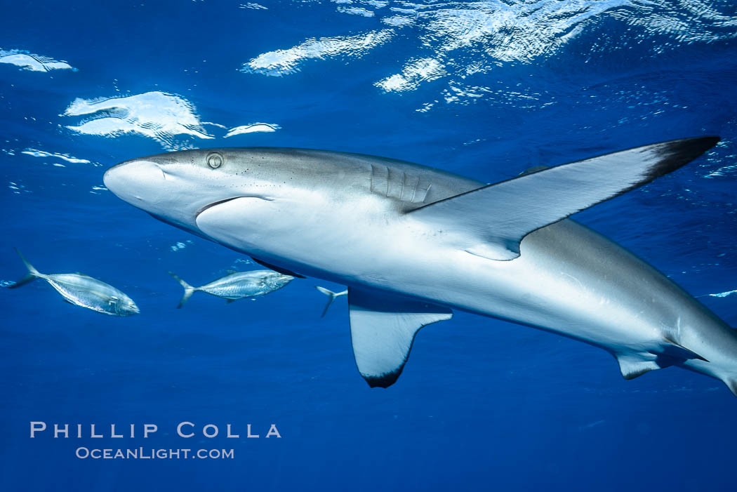 Silky Shark at San Benedicto Islands, Revillagigedos, Mexico. Socorro Island (Islas Revillagigedos), Baja California, Carcharhinus falciformis, natural history stock photograph, photo id 33322