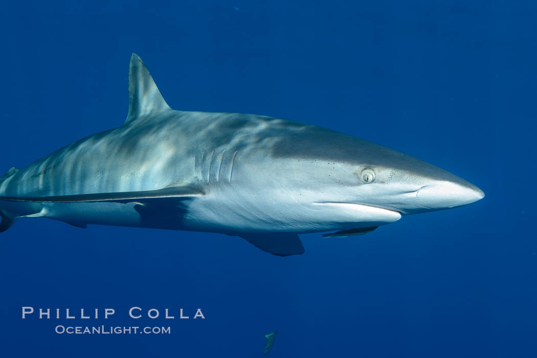 Silky Shark at San Benedicto Islands, Revillagigedos, Mexico, Carcharhinus falciformis, Socorro Island (Islas Revillagigedos)