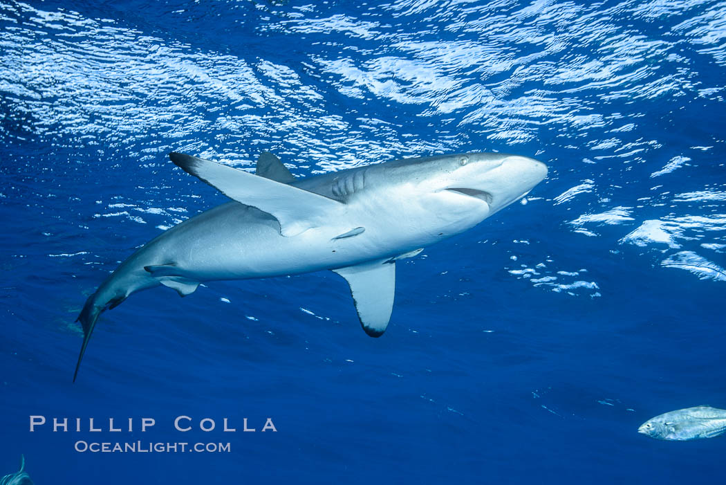 Silky Shark at San Benedicto Islands, Revillagigedos, Mexico. Socorro Island (Islas Revillagigedos), Baja California, Carcharhinus falciformis, natural history stock photograph, photo id 33328