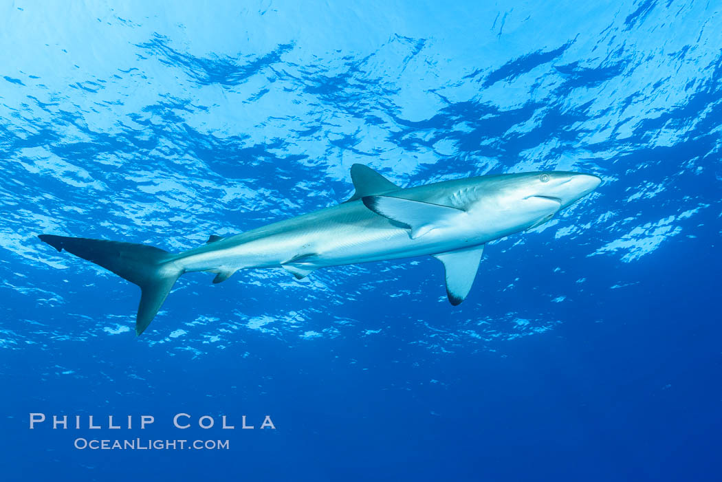 Silky Shark at San Benedicto Islands, Revillagigedos, Mexico. Socorro Island (Islas Revillagigedos), Baja California, Carcharhinus falciformis, natural history stock photograph, photo id 33336