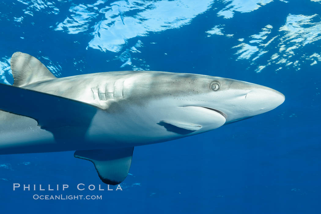 Silky Shark at San Benedicto Islands, Revillagigedos, Mexico. Socorro Island (Islas Revillagigedos), Baja California, Carcharhinus falciformis, natural history stock photograph, photo id 33313