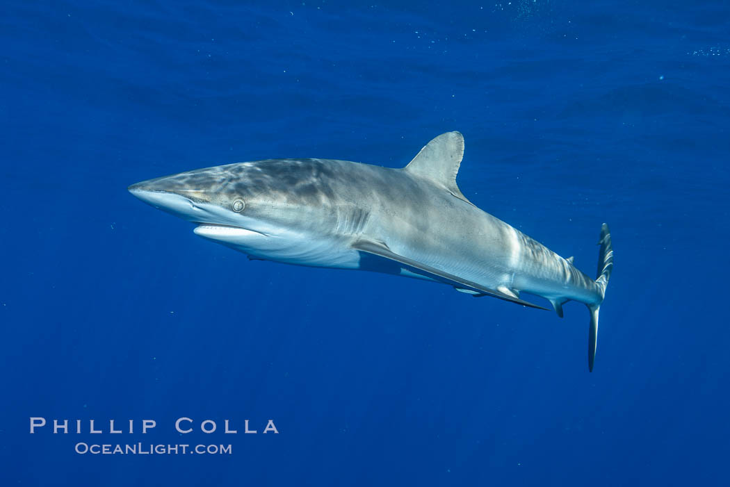 Silky Shark at San Benedicto Islands, Revillagigedos, Mexico. Socorro Island (Islas Revillagigedos), Baja California, Carcharhinus falciformis, natural history stock photograph, photo id 33325