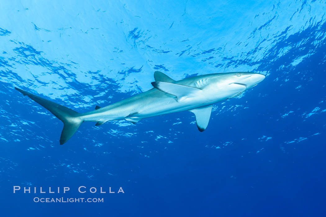 Silky Shark at San Benedicto Islands, Revillagigedos, Mexico. Socorro Island (Islas Revillagigedos), Baja California, Carcharhinus falciformis, natural history stock photograph, photo id 33337