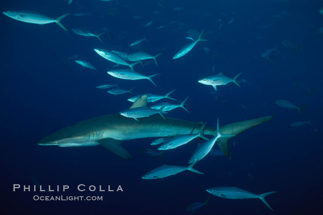 Silky shark. Cocos Island, Costa Rica, Carcharhinus falciformis, natural history stock photograph, photo id 01990