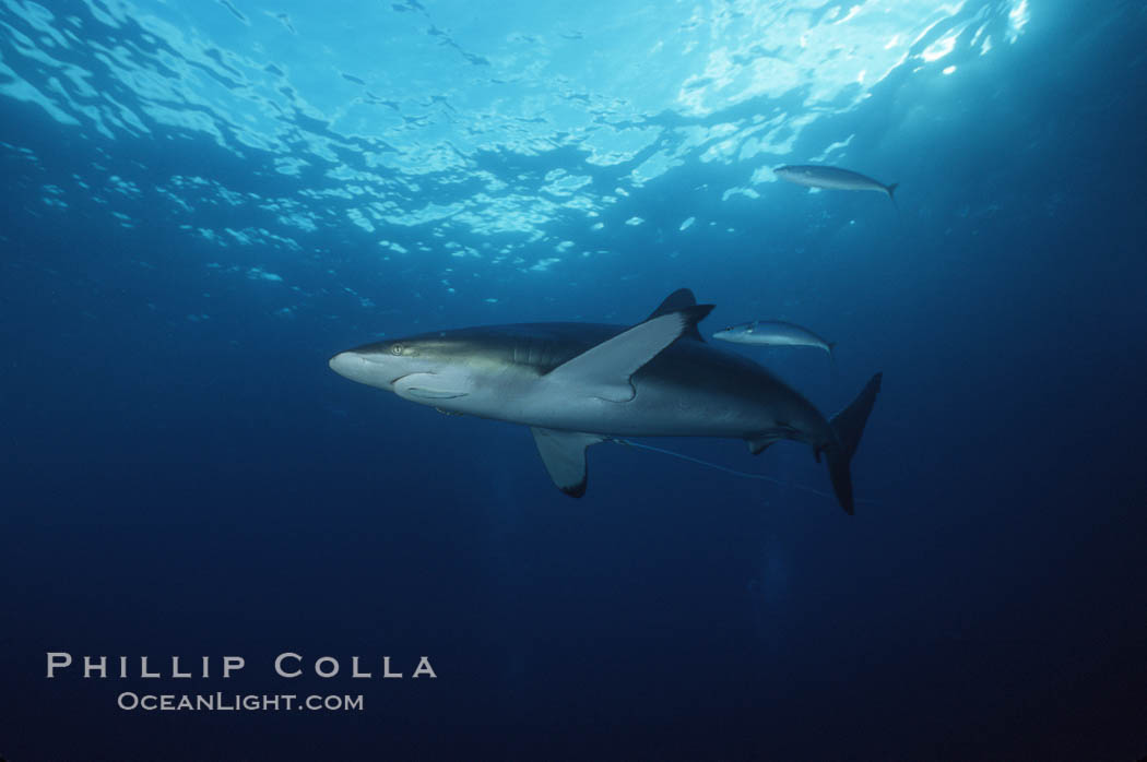 Silky shark trailing longline and hook. Cocos Island, Costa Rica, Carcharhinus falciformis, natural history stock photograph, photo id 05010