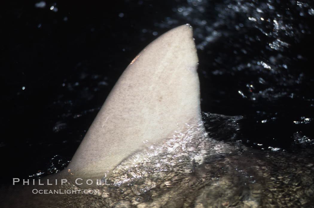 Silky shark, dorsal fin breaking surface. Cocos Island, Costa Rica, Carcharhinus falciformis, natural history stock photograph, photo id 05014