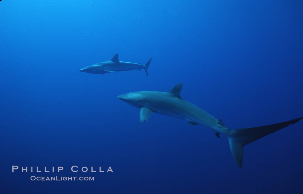 Silky shark, Socorro Island, Revilligigedos., Carcharhinus falciformis, natural history stock photograph, photo id 06110