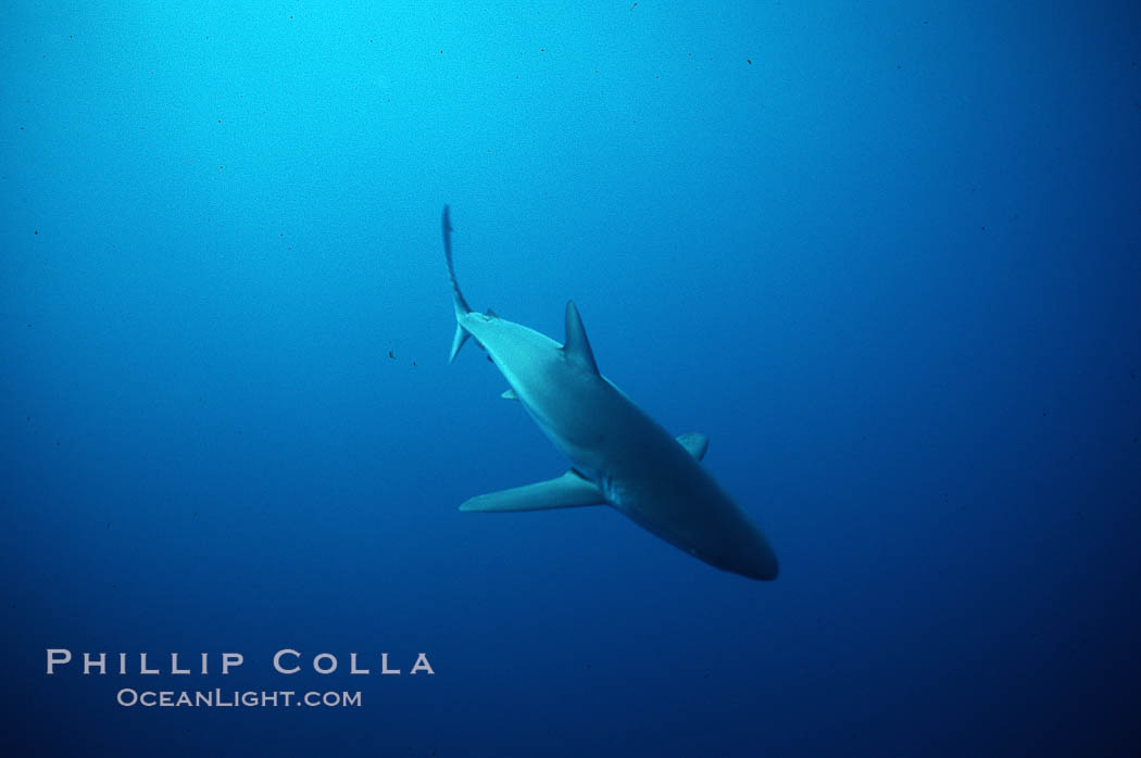 Silky shark. Darwin Island, Galapagos Islands, Ecuador, Carcharhinus falciformis, natural history stock photograph, photo id 05008