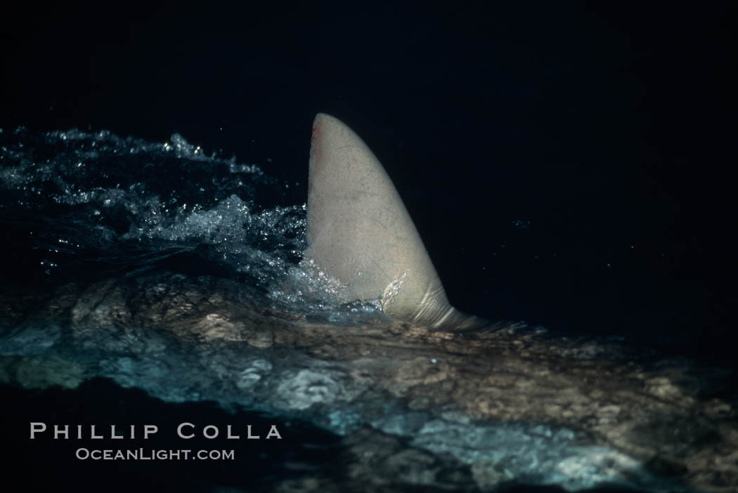 Silky shark, dorsal fin breaking surface. Cocos Island, Costa Rica, Carcharhinus falciformis, natural history stock photograph, photo id 05016
