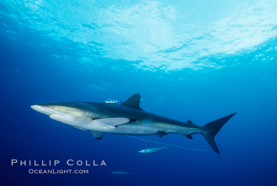 Silky shark. Cocos Island, Costa Rica, Carcharhinus falciformis, natural history stock photograph, photo id 01991