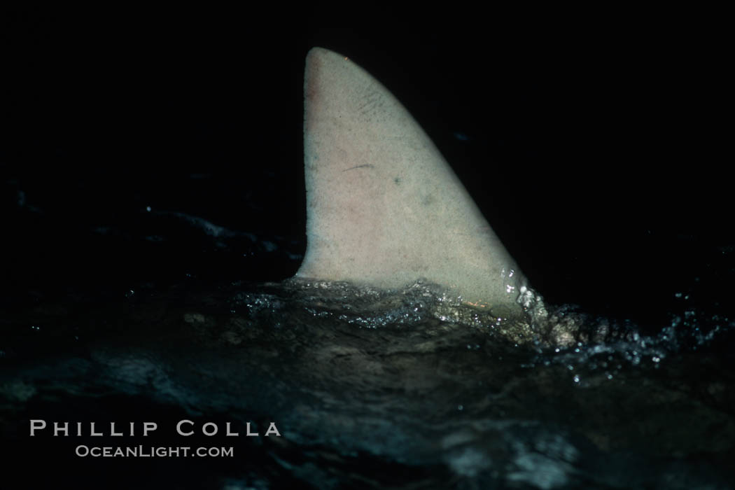 Silky shark, dorsal fin breaking surface. Cocos Island, Costa Rica, Carcharhinus falciformis, natural history stock photograph, photo id 05015