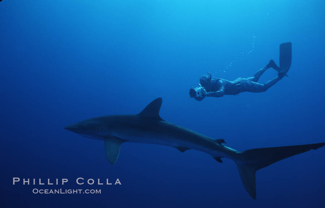 Silky shark and freediving videographer, Socorro Island, Revilligigedos., Carcharhinus falciformis, natural history stock photograph, photo id 06111
