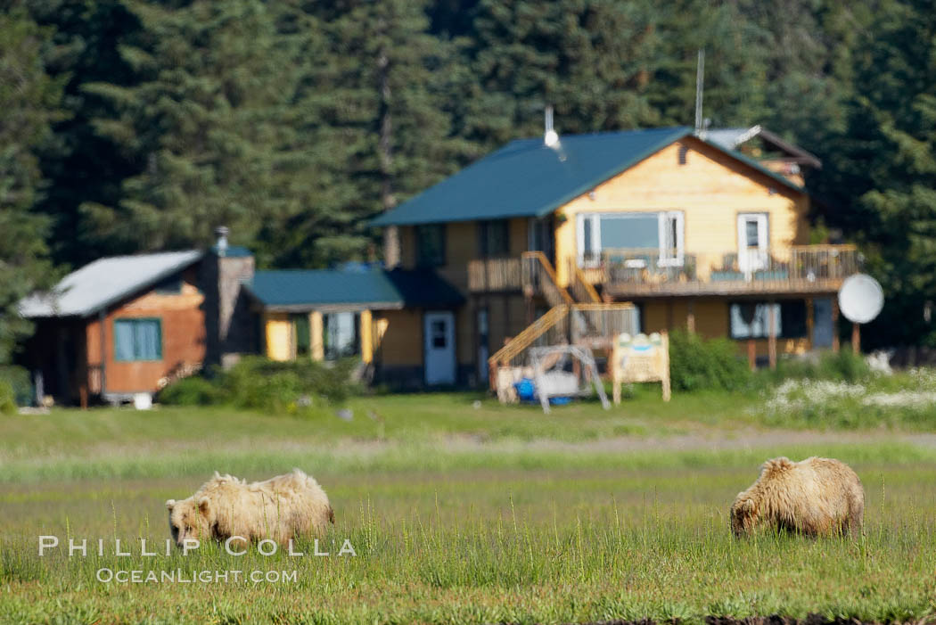 Brown bears graze among sedge grass meadows at Silver Salmon Creek Lodge, Lake Clark National Park, Alaska