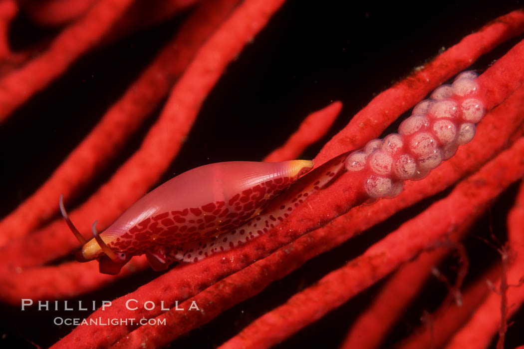 Simnia and egg cluster on red gorgonian. Anacapa Island, California, USA, Delonovolva aequalis, Leptogorgia chilensis, Lophogorgia chilensis, natural history stock photograph, photo id 01983