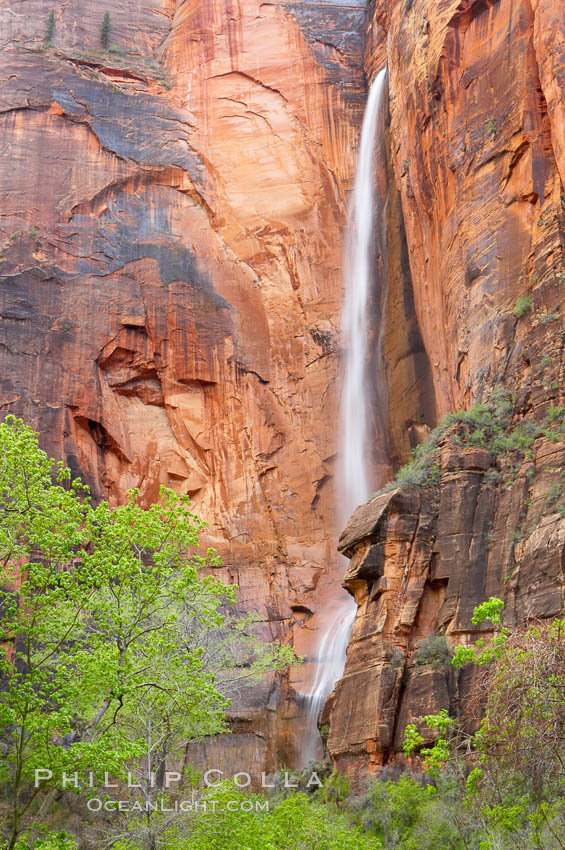 Waterfall at Temple of Sinawava during peak flow following spring rainstorm.  Zion Canyon. Zion National Park, Utah, USA, natural history stock photograph, photo id 12475