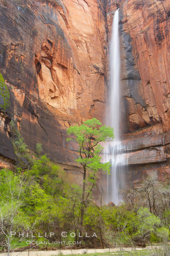 Waterfall at Temple of Sinawava during peak flow following spring rainstorm.  Zion Canyon. Zion National Park, Utah, USA, natural history stock photograph, photo id 12453