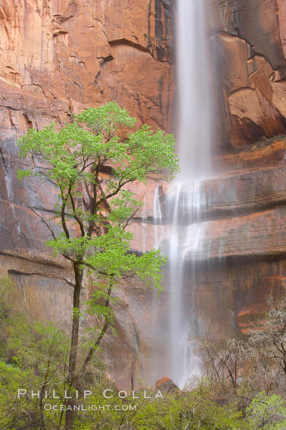Waterfall at Temple of Sinawava during peak flow following spring rainstorm.  Zion Canyon. Zion National Park, Utah, USA, natural history stock photograph, photo id 12457