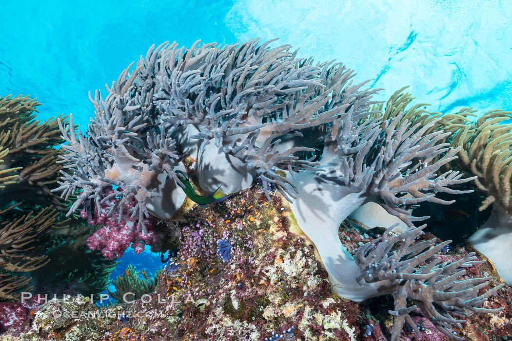 Sinularia flexibilis finger leather soft coral, Fiji. Namena Marine Reserve, Namena Island, Sinularis flexibilis, natural history stock photograph, photo id 31326