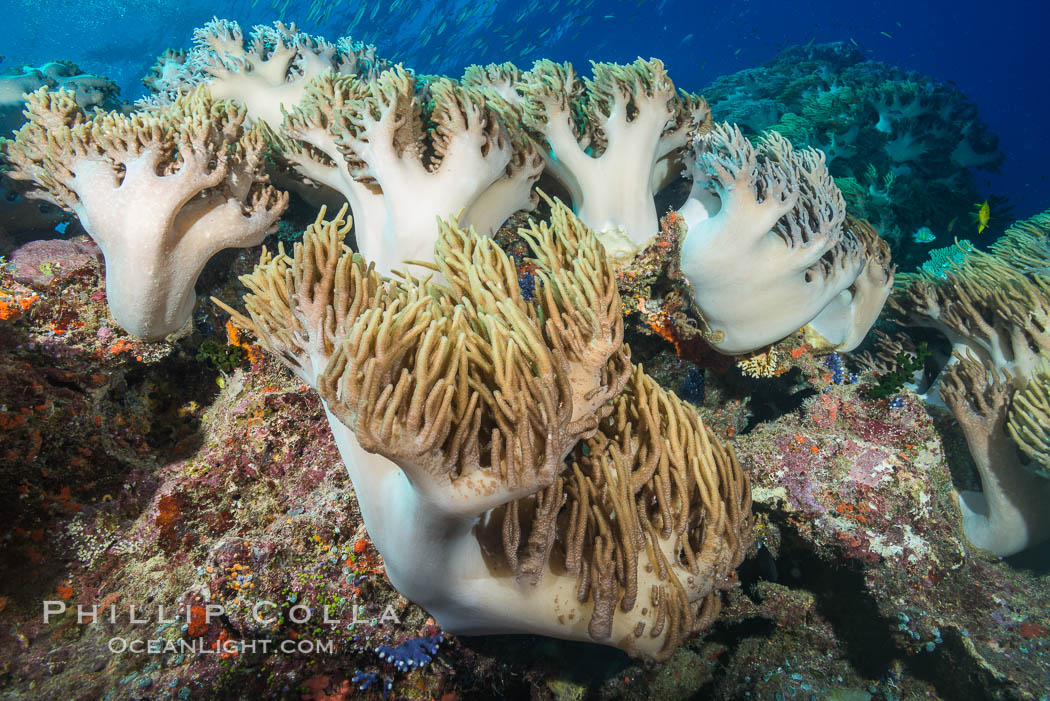 Sinularia flexibilis finger leather soft coral, Fiji. Namena Marine Reserve, Namena Island, Sinularis flexibilis, natural history stock photograph, photo id 31403