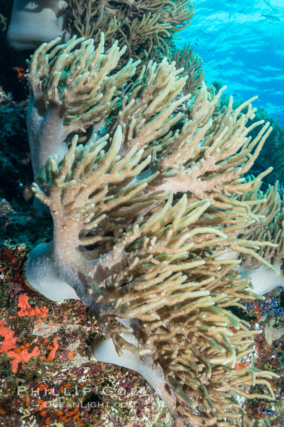 Sinularia flexibilis finger leather soft coral, Fiji. Namena Marine Reserve, Namena Island, Sinularis flexibilis, natural history stock photograph, photo id 31831