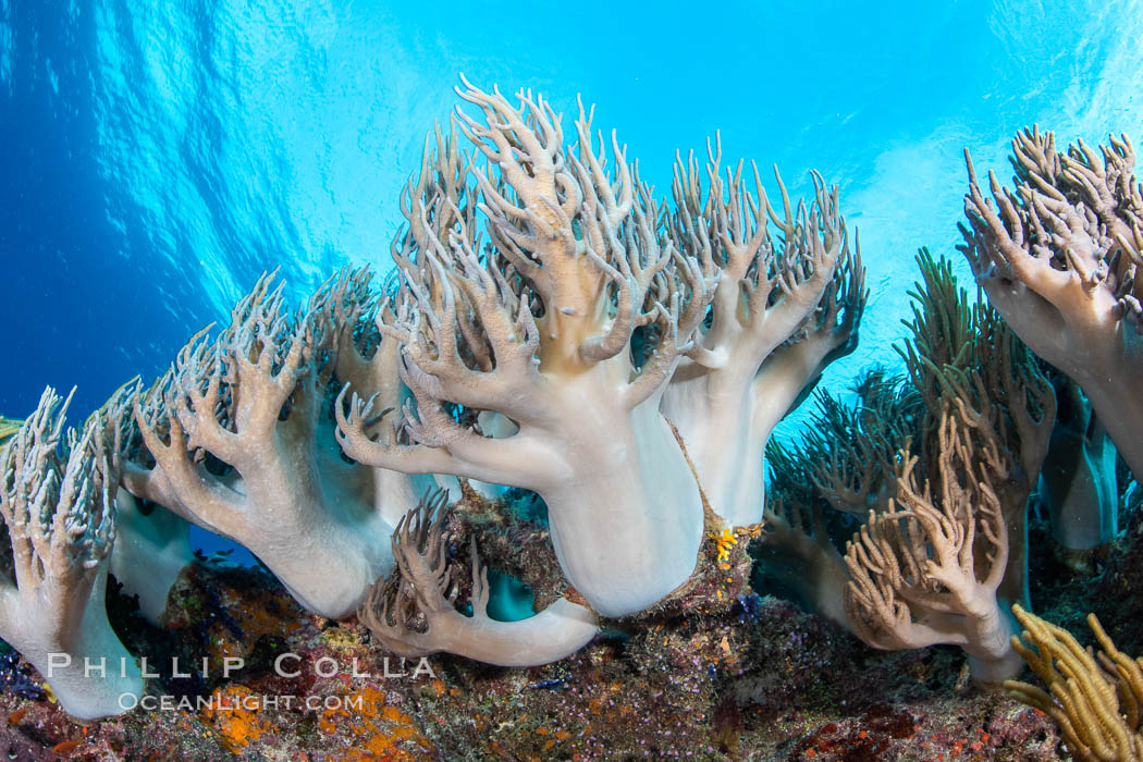 Sinularia flexibilis finger leather soft coral, Fiji. Namena Marine Reserve, Namena Island, Sinularis flexibilis, natural history stock photograph, photo id 34755