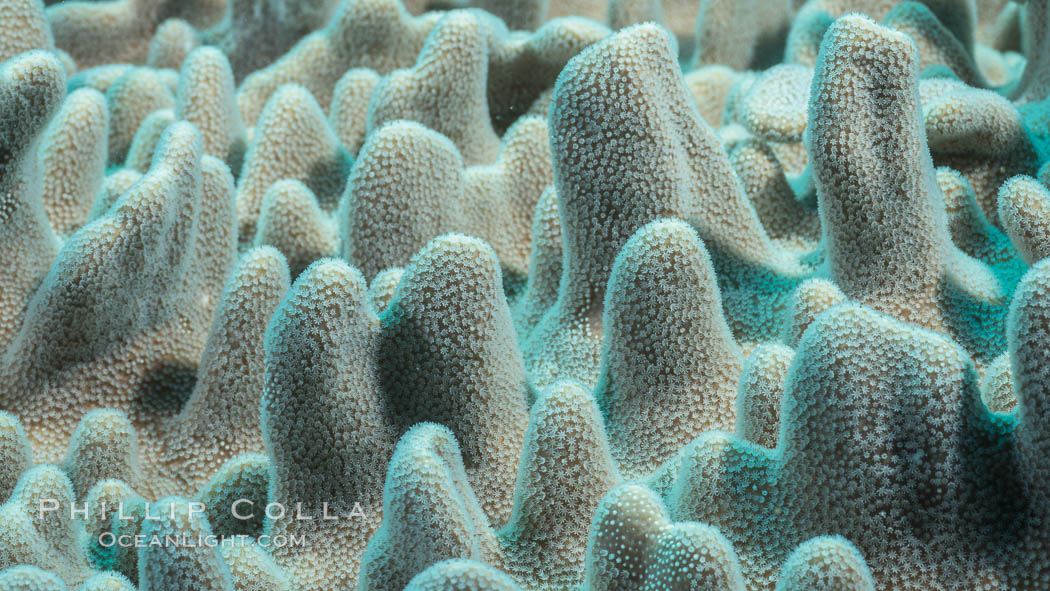 Leather coral, detail of the tiny polyps that capture planktonic food, Sinularia sp., Fiji. Makogai Island, Lomaiviti Archipelago, Sinularia, natural history stock photograph, photo id 31796