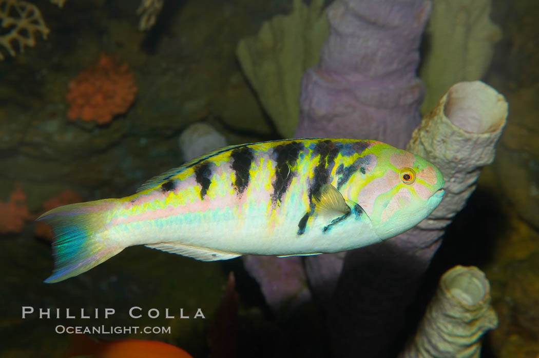 Sixbar wrasse., Thalassoma hardwicke, natural history stock photograph, photo id 12935