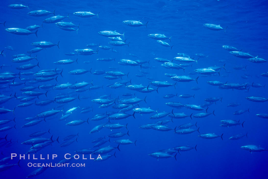 Skipjack tuna school at Roca Partida, Revilligigedos., Katsuwonus pelamis, natural history stock photograph, photo id 07103