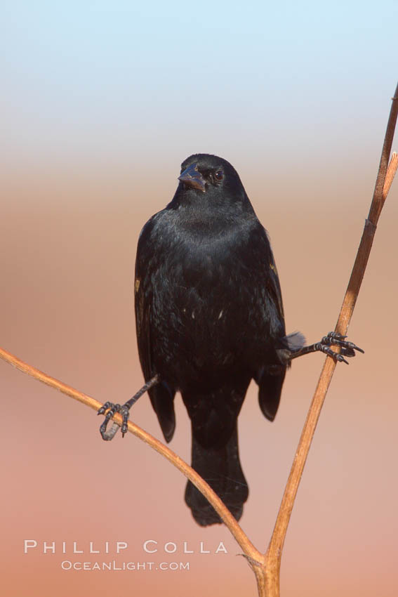 Small black bird. Bosque del Apache National Wildlife Refuge, Socorro, New Mexico, USA, natural history stock photograph, photo id 21810