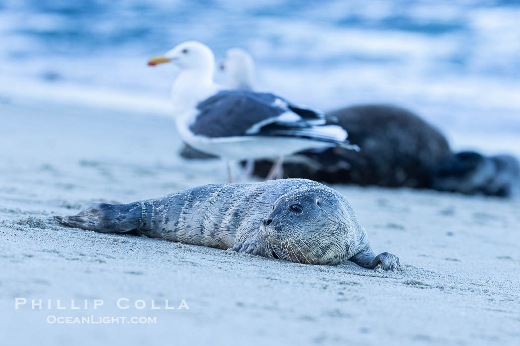 A small harbor seal pup only a few hours old, resting on a sand beach in San Diego between episodes of nursing on its mother. La Jolla, California, USA, Phoca vitulina richardsi, natural history stock photograph, photo id 40220