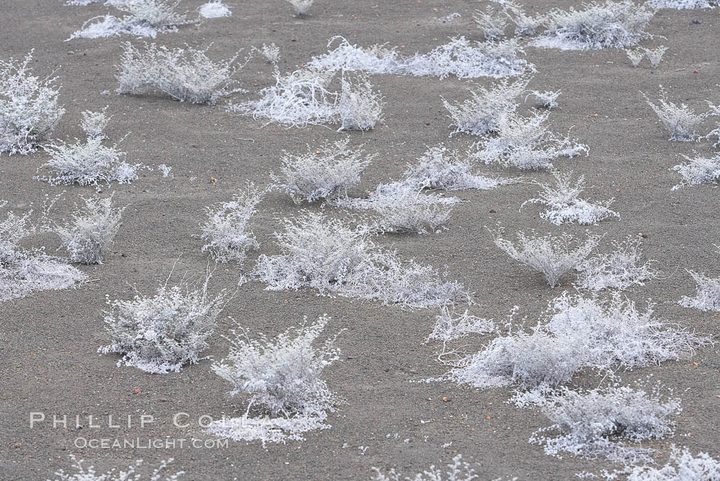 Small plants have adapted to the arid condition in the Galapagos.  Bartolome Island. Galapagos Islands, Ecuador, natural history stock photograph, photo id 16651