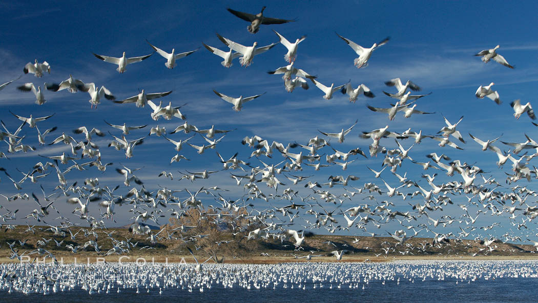 Snow geese blast off.  After resting and preening on water, snow geese are startled by a coyote, hawk or just wind and take off en masse by the thousands.  As many as 50,000 snow geese are found at Bosque del Apache NWR at times, stopping at the refuge during their winter migration along the Rio Grande River. Bosque del Apache National Wildlife Refuge, Socorro, New Mexico, USA, Chen caerulescens, natural history stock photograph, photo id 21817