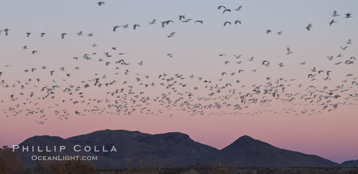 Snow geese in flight at sunrise.  Bosque del Apache NWR is winter home to many thousands of snow geese which are often see in vast flocks in the sky. Bosque Del Apache, Socorro, New Mexico, USA, Chen caerulescens, natural history stock photograph, photo id 26236