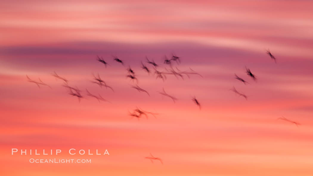 Snow geese in flight at sunrise.  Bosque del Apache NWR is winter home to many thousands of snow geese which are often see in vast flocks in the sky. Bosque Del Apache, Socorro, New Mexico, USA, Chen caerulescens, natural history stock photograph, photo id 26252