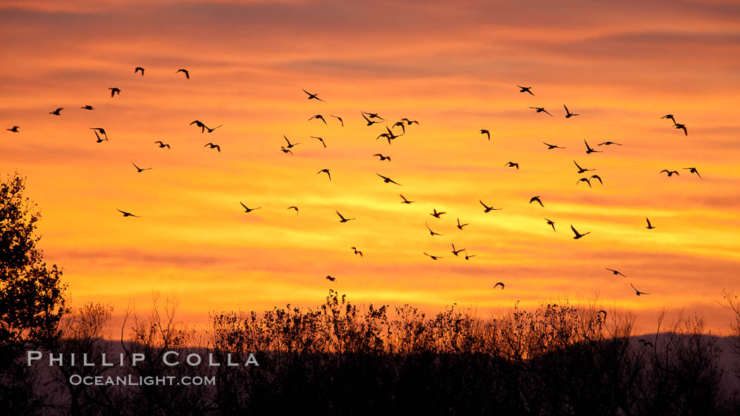 Snow geese in flight at sunrise.  Bosque del Apache NWR is winter home to many thousands of snow geese which are often see in vast flocks in the sky. Bosque Del Apache, Socorro, New Mexico, USA, Chen caerulescens, natural history stock photograph, photo id 26219