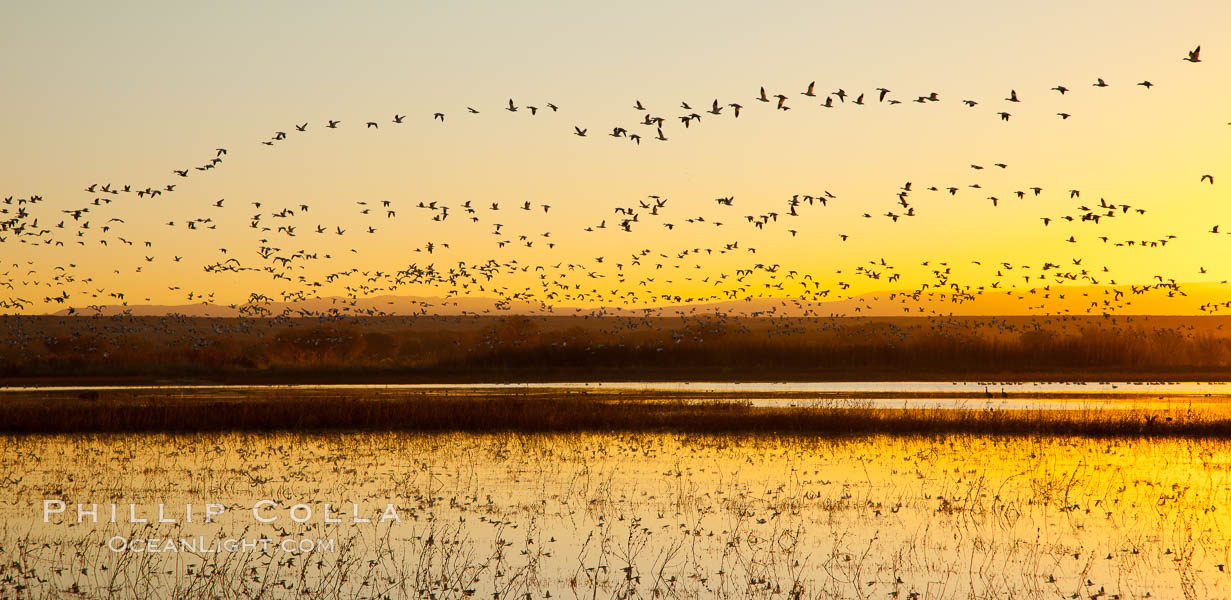 Snow geese in flight at sunrise.  Bosque del Apache NWR is winter home to many thousands of snow geese which are often see in vast flocks in the sky. Bosque Del Apache, Socorro, New Mexico, USA, Chen caerulescens, natural history stock photograph, photo id 26223