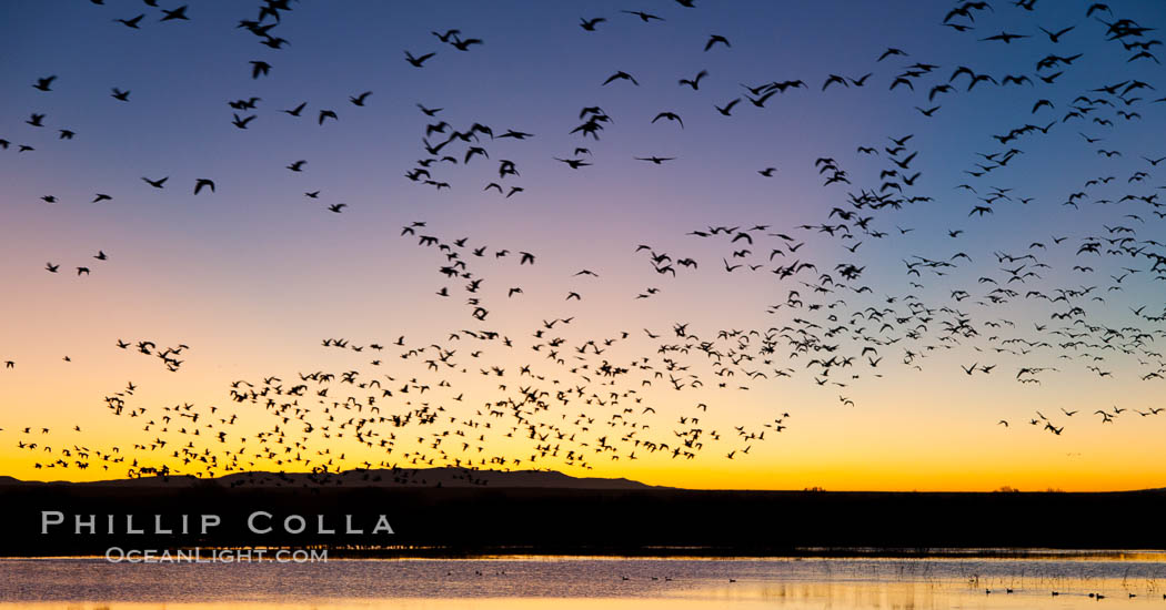 Snow geese in flight at sunrise.  Bosque del Apache NWR is winter home to many thousands of snow geese which are often see in vast flocks in the sky. Bosque Del Apache, Socorro, New Mexico, USA, Chen caerulescens, natural history stock photograph, photo id 26201