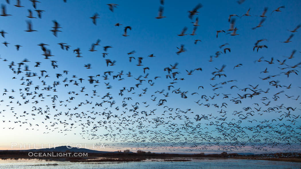 Snow geese in flight at sunrise.  Bosque del Apache NWR is winter home to many thousands of snow geese which are often see in vast flocks in the sky. Bosque Del Apache, Socorro, New Mexico, USA, Chen caerulescens, natural history stock photograph, photo id 26237