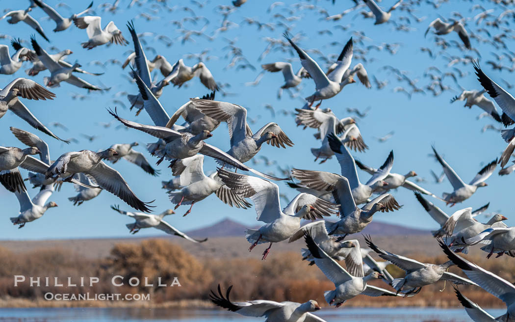 Snow Geese in Flight in Large Flock, Bosque del Apache National Wildlife Refuge. Socorro, New Mexico, USA, Chen caerulescens, natural history stock photograph, photo id 39918
